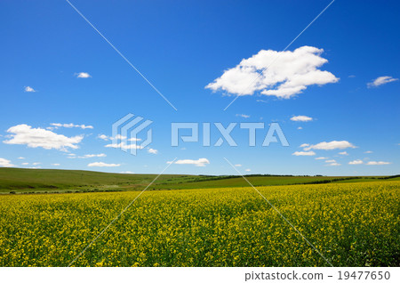 Rape flowers field background Rape flowers field background 19477650