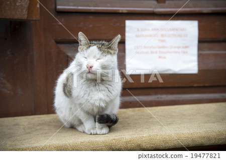 Safranbolne's cat 001 19477821