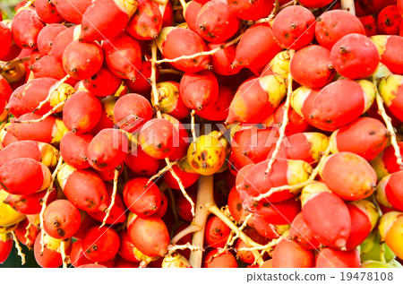 Palm kernels Palm kernels 19478108