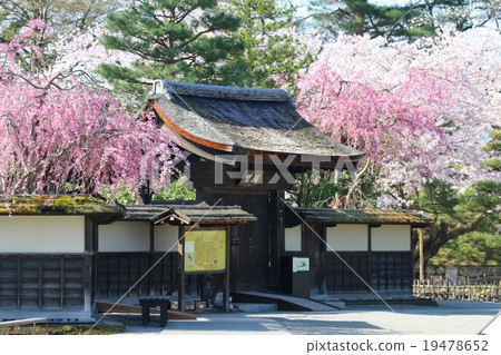 Tea room rinka and cherry blossoms 19478652