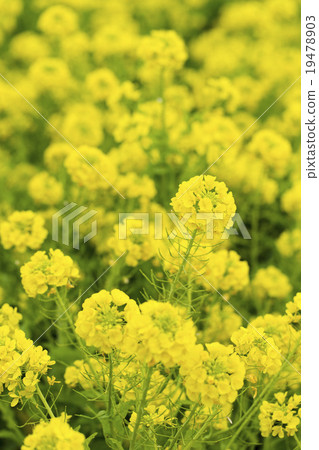 盛開的油菜花〉 盛開的油菜花〉 19478903