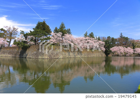 櫻花和敦賀城堡 櫻花和敦賀城堡 19479145