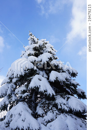 Todomatsu losing to the heavy snow Todomatsu losing to the heavy snow 19479215