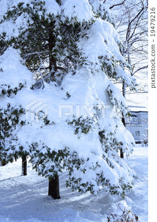 Todomatsu輸給了大雪 Todomatsu輸給了大雪 19479216