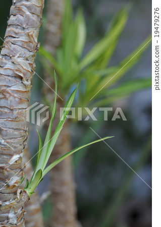 絲蘭Eleventhpept年輕葉子 19479276