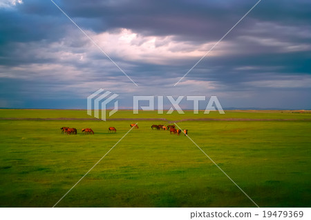 Horses in grassland Horses in grassland 19479369