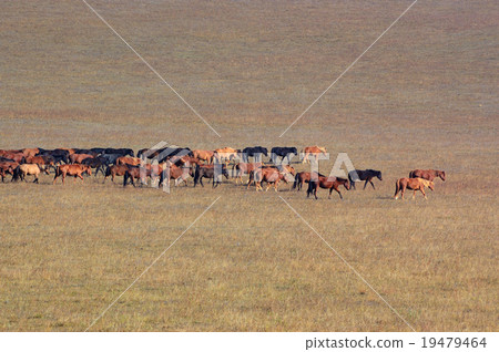 Group of horses in grassland Group of horses in grassland 19479464