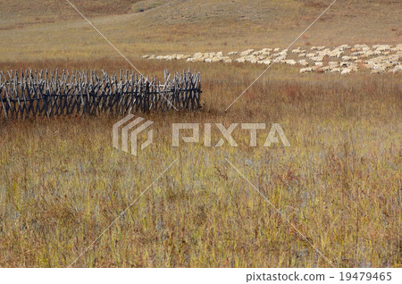 Group of sheep in grassland Group of sheep in grassland 19479465