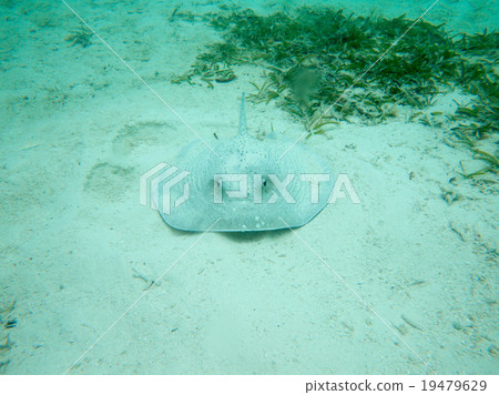 underwater scene with copy space underwater scene with copy space 19479629