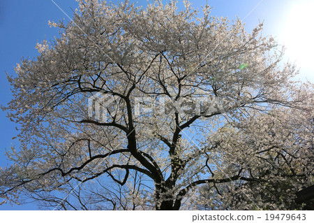 太陽櫻(Yuu Sakura) 太陽櫻(Yuu Sakura) 19479643