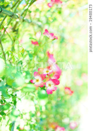 Autumn roses Autumn roses 19480173