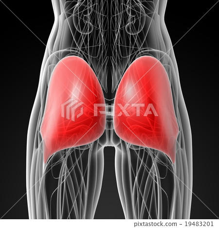 medical illustration of the gluteus maximus medical illustration of the gluteus maximus 19483201