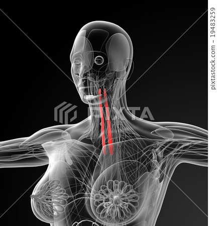 medical illustration of the longus colli medical illustration of the longus colli 19483259