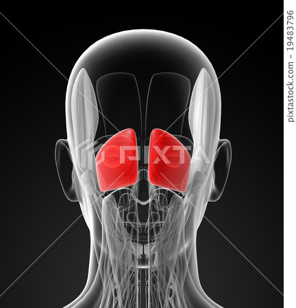 medical illustration of the Occipitalis medical illustration of the Occipitalis 19483796