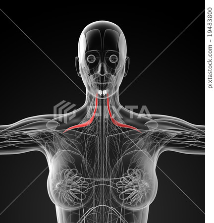 medical  illustration of the omohyoid 19483800