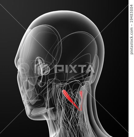 插圖素材: rectus capitis posterior major