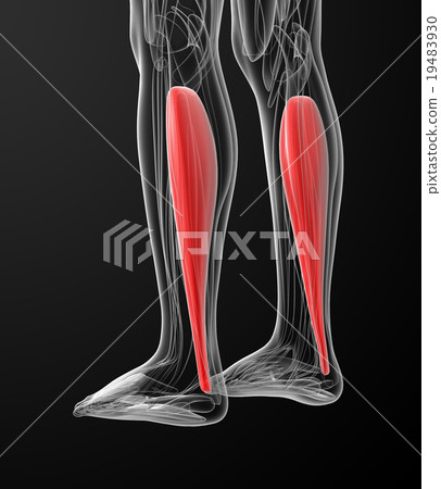medical  illustration of the soleus 19483930