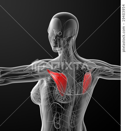 medical  illustration of the subscapularis 19483954