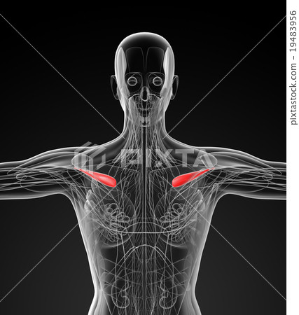 medical  illustration of the supraspinatus 19483956