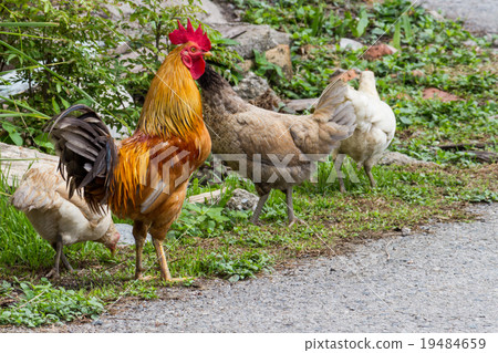 Leader Chicken Leader Chicken 19484659