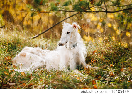 White Russian Borzoi, Russian Hunting dog sit in White Russian Borzoi, Russian Hunting dog sit in 19485489