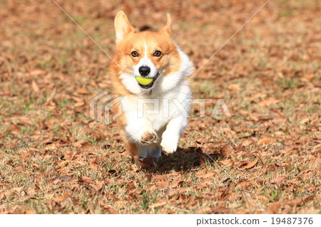 知道了♪ 知道了♪ 19487376