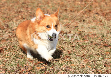 知道了♪ 知道了♪ 19487377