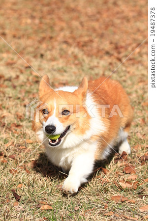 知道了♪ 知道了♪ 19487378