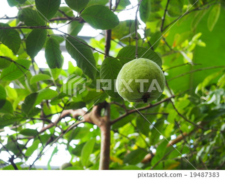 Green Guava (Bangier) 19487383