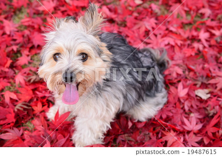 It's autumn♪ It's autumn♪ 19487615