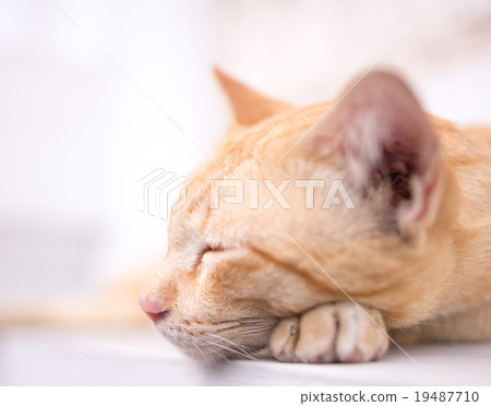 困了小貓 19487710