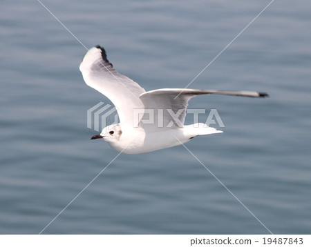 seagull 19487843