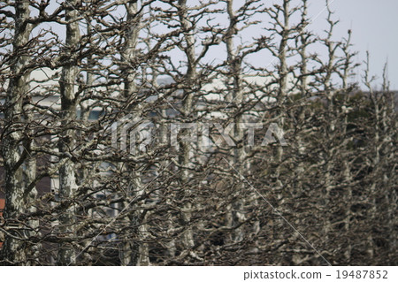 死樹 死樹 19487852