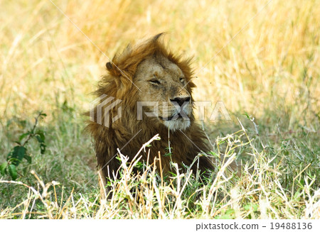 A male lion at Kenya  19488136