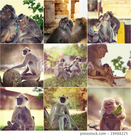 Monkey collage Monkey collage 19488225
