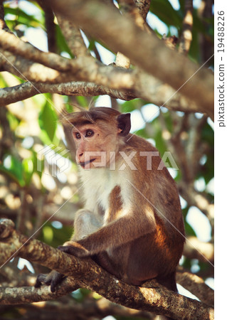 Monkey Monkey 19488226