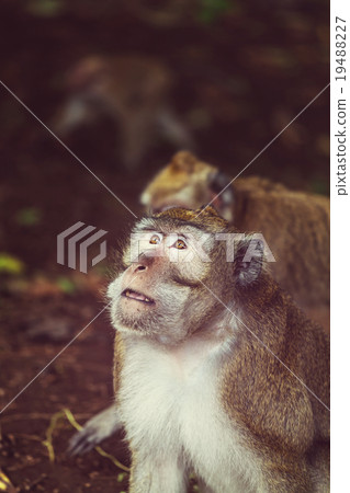 Monkey 19488227