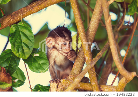 Monkey Monkey 19488228