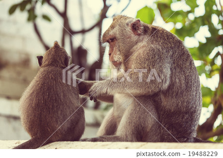 Monkey Monkey 19488229