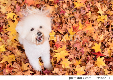 It's autumn♪ It's autumn♪ 19488304