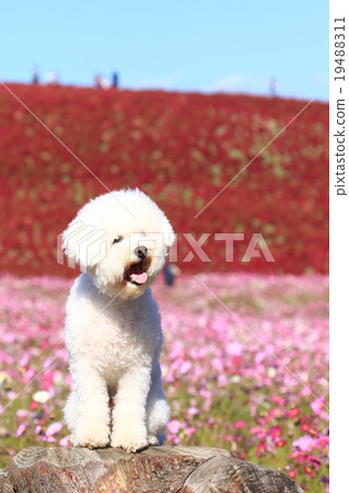 It's beautiful♪ 19488311