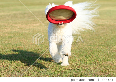 I got it♪ I got it♪ 19488323