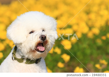 Yellow is also good♪ Yellow is also good♪ 19488331