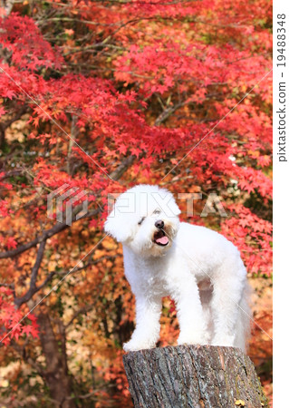 It's autumn♪ It's autumn♪ 19488348