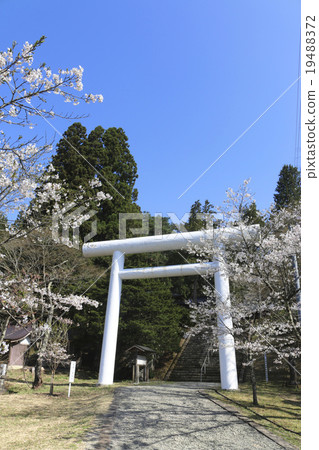 春天津市神社 19488372