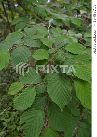 Tunised slasher leaves 19488719