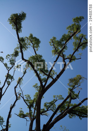 中之島公園一棵新鮮的綠樹延伸到藍天 19488788