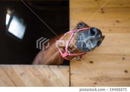 Horse in the stable 19488875