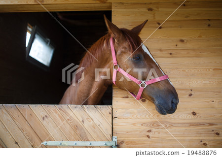 Horse in the stable Horse in the stable 19488876