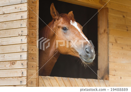 Horse in the stable 19488889